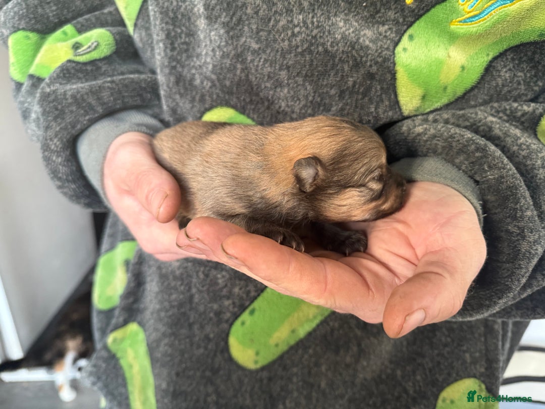 Pomchi dogs for sale: Pomchi puppies 😍 - Advert 9