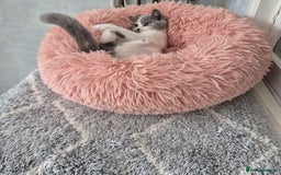 British Shorthair cats for sale: BSH from GCCF parents, champions in pedigree - Image 2