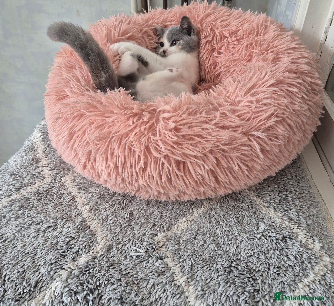 British Shorthair cats for sale: BSH from GCCF parents, champions in pedigree - Image 2