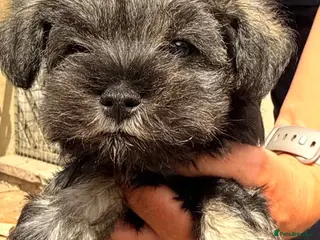 Miniature Schnauzer dogs Ready Now Stunning KC Reg Mini Schnauzers - Advert 5