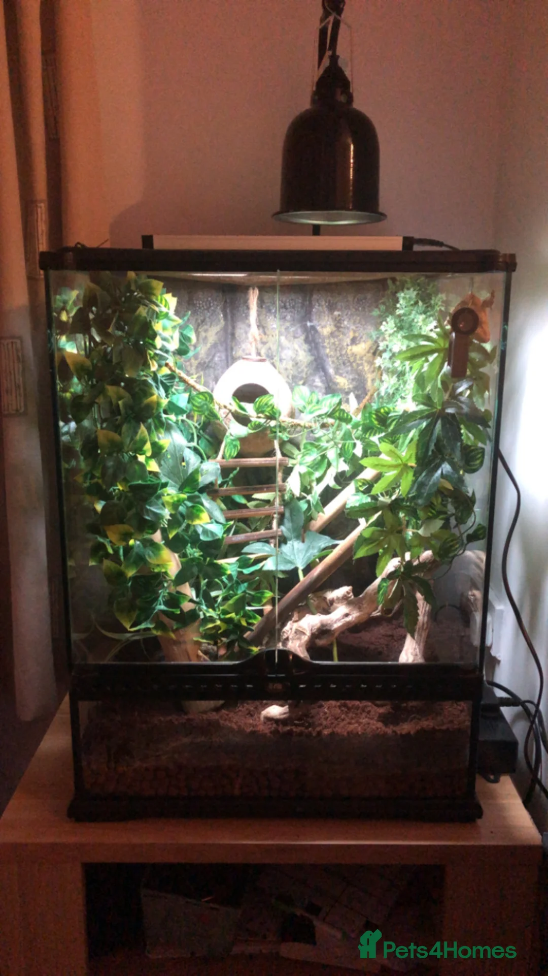 Gecko reptiles for sale: crested gecko - Advert 4