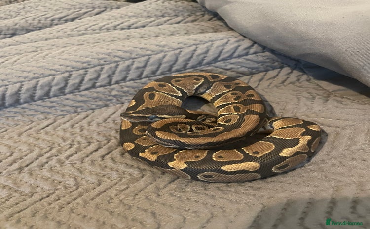 Snake reptiles - Advert 1