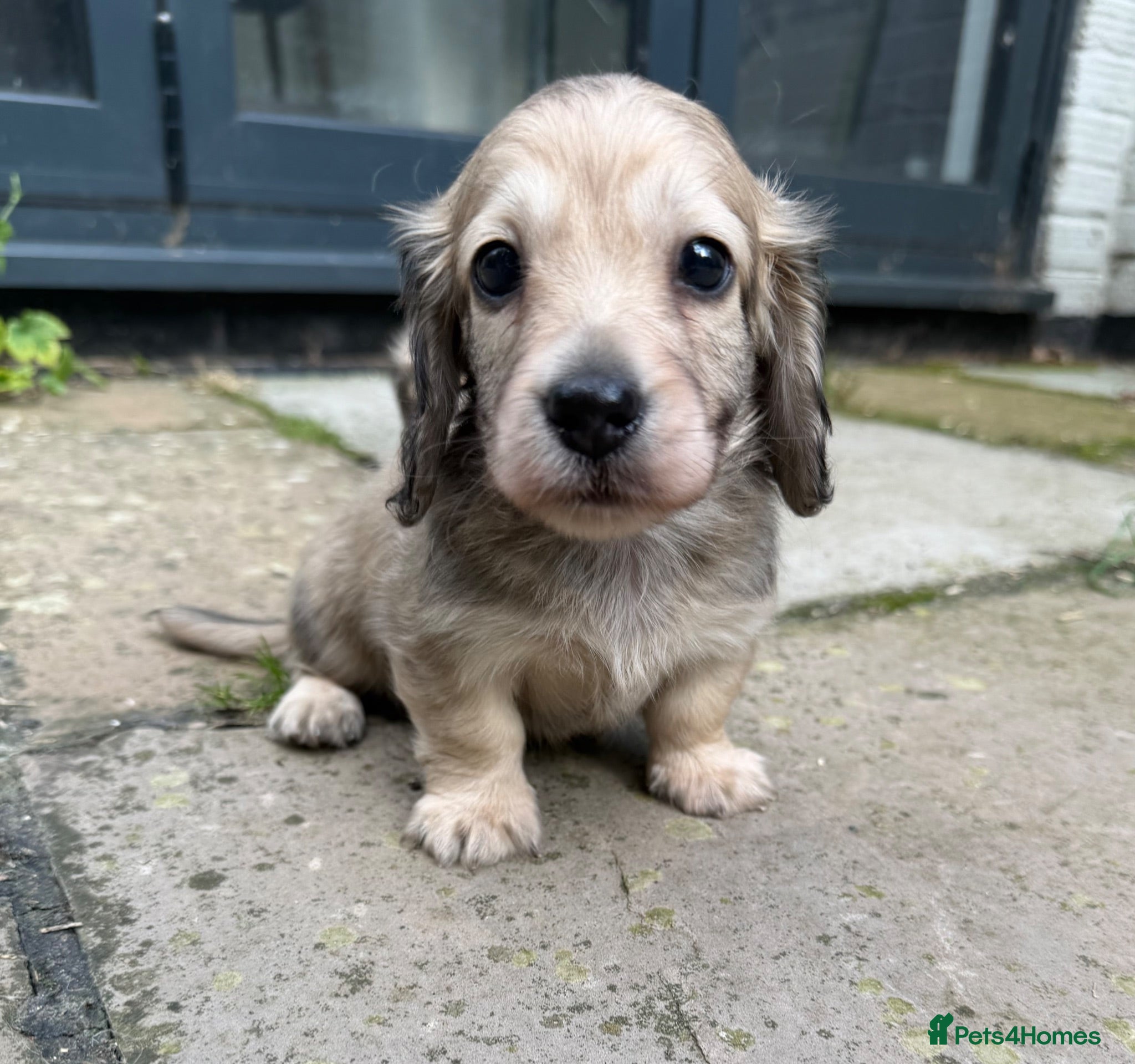 Miniature Dachshund dogs Gorgeous cream mini long haired boy - Advert 5