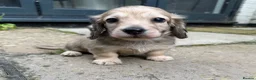 Miniature Dachshund dogs for sale: Gorgeous cream mini long haired boys  - Advert 6