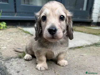 Miniature Dachshund dogs Gorgeous cream mini long haired boy - Advert 5