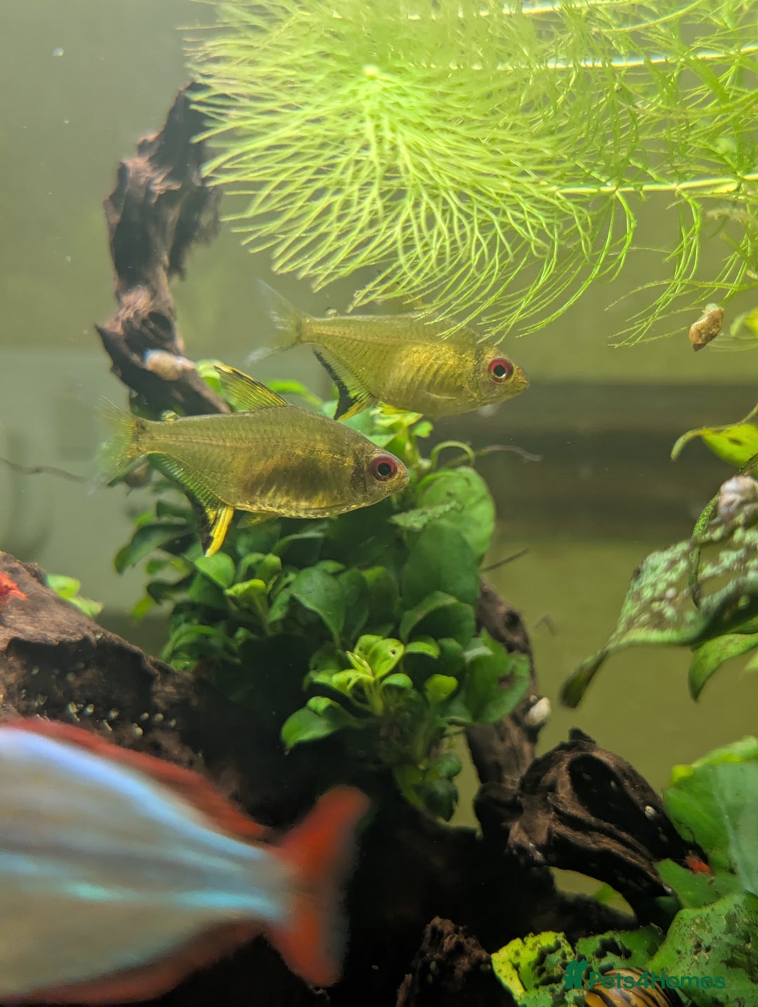 Plecos fish for sale: Cracked Zebra Plecos, Clown Plecos and More  - Advert 9