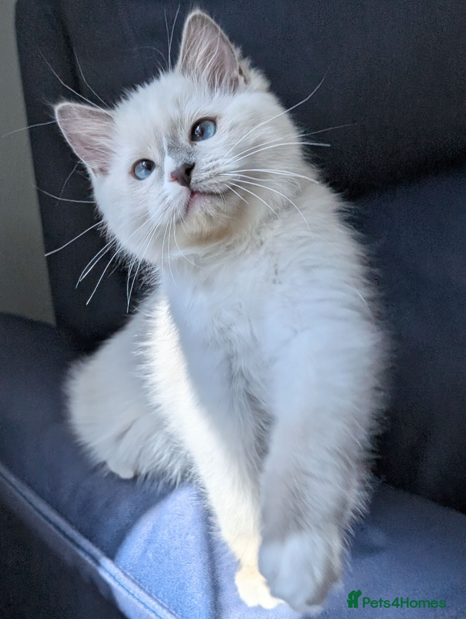 Ragdoll cats Champion EU pedigree TICA Ragdoll kitten  - Advert 11