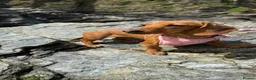 Miniature Dachshund dogs for sale: Miniature Dachshund  in Redruth - Advert 1