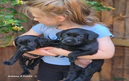 Labrador Retriever dogs for sale: Stunning litter Both Parents Health Tested - Image 20