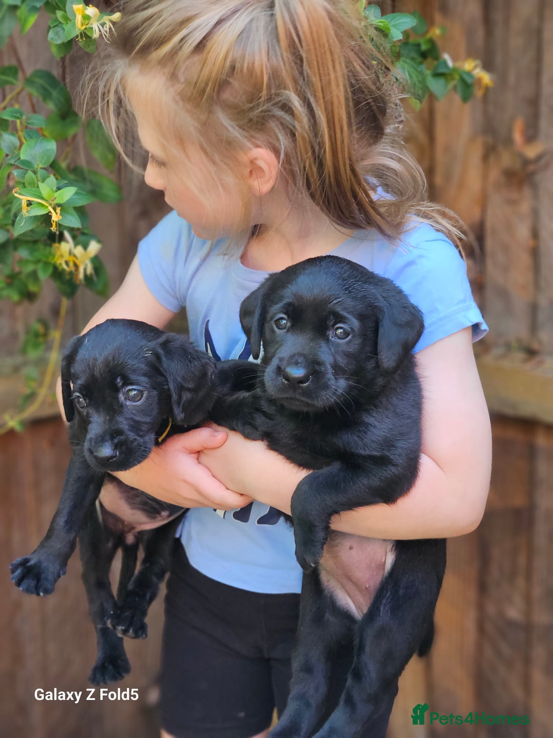 Labrador Retriever dogs for sale: Stunning litter Both Parents Health Tested - Image 20