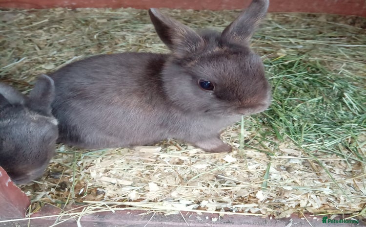 Netherland Dwarf rabbits - Advert 13