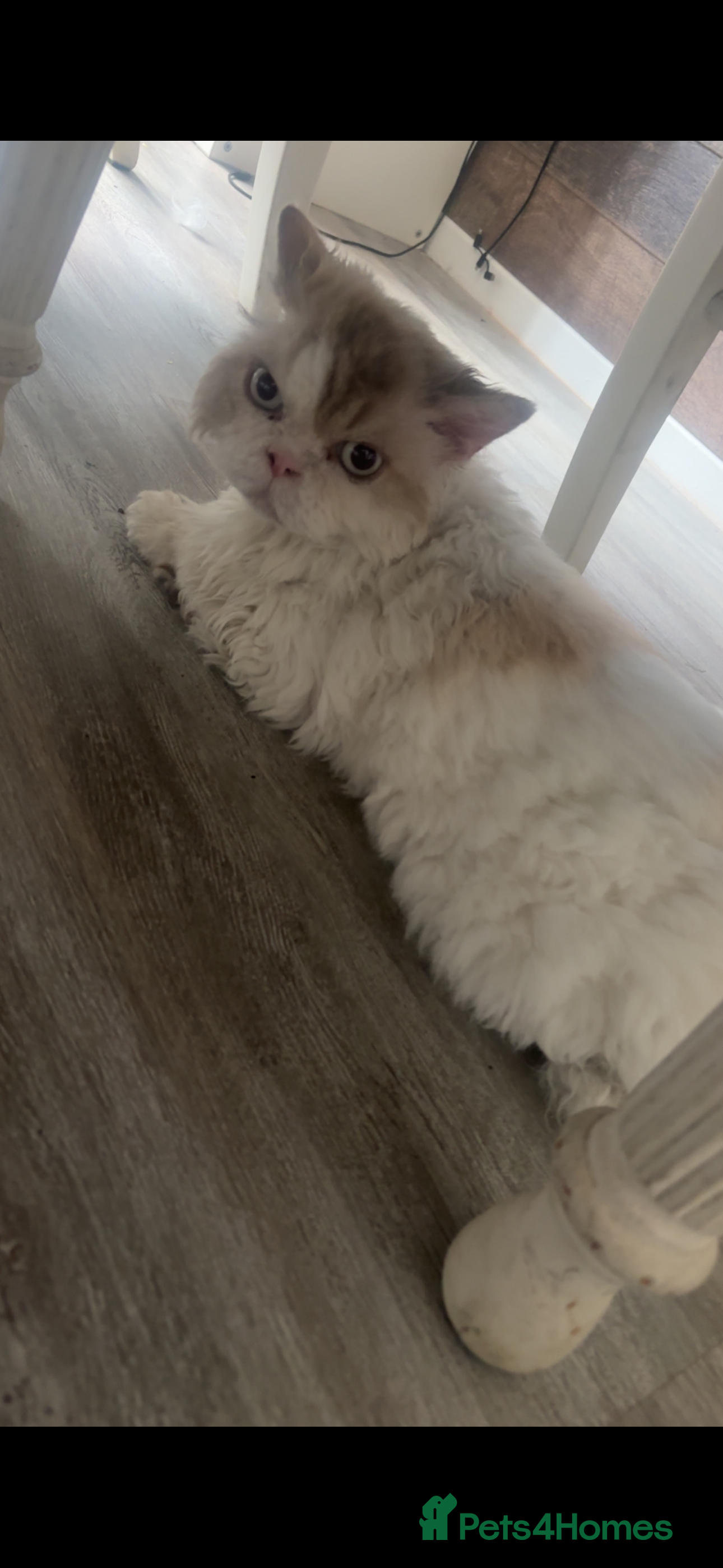 Selkirk Rex cats selkirk rex X persian  - Advert 1