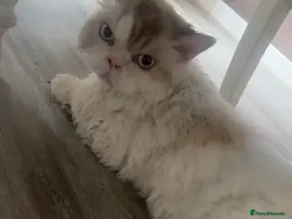 Selkirk Rex cats selkirk rex X persian - Advert 1