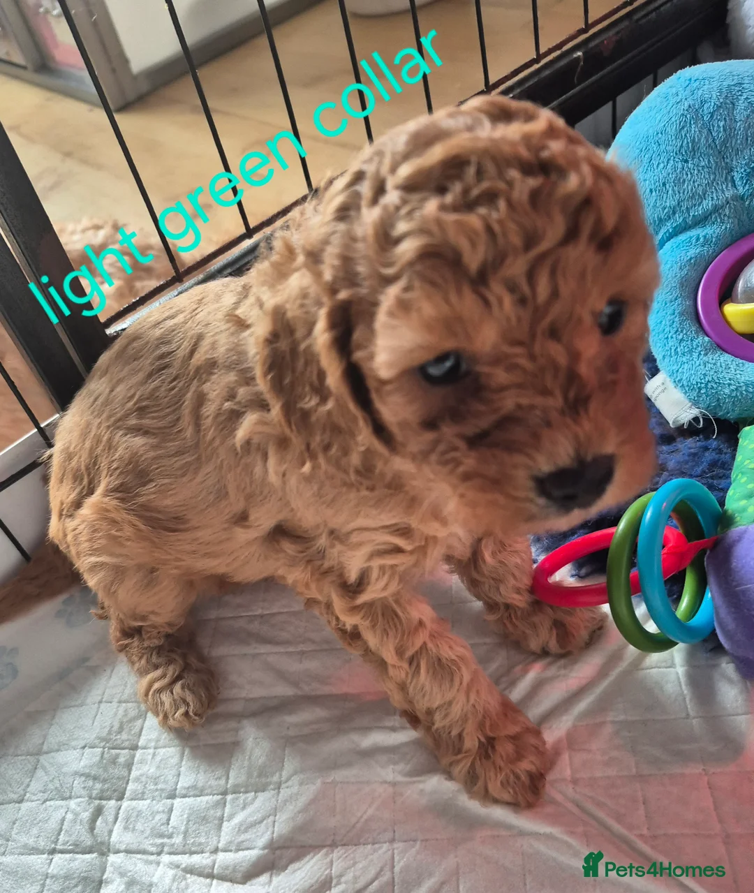 Cavapoo dogs for sale:  Amazing Miniature F1b cavapoo puppies  - Advert 1