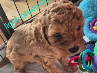 Cavapoo dogs Amazing Miniature F1b cavapoo puppies - Advert 4