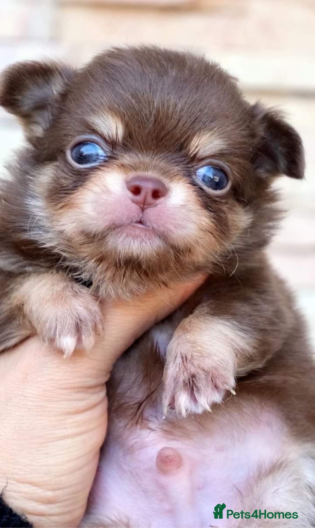 Chihuahua dogs for stud: Thailand imported chihuahua boy stud only in Doncaster - Advert 12