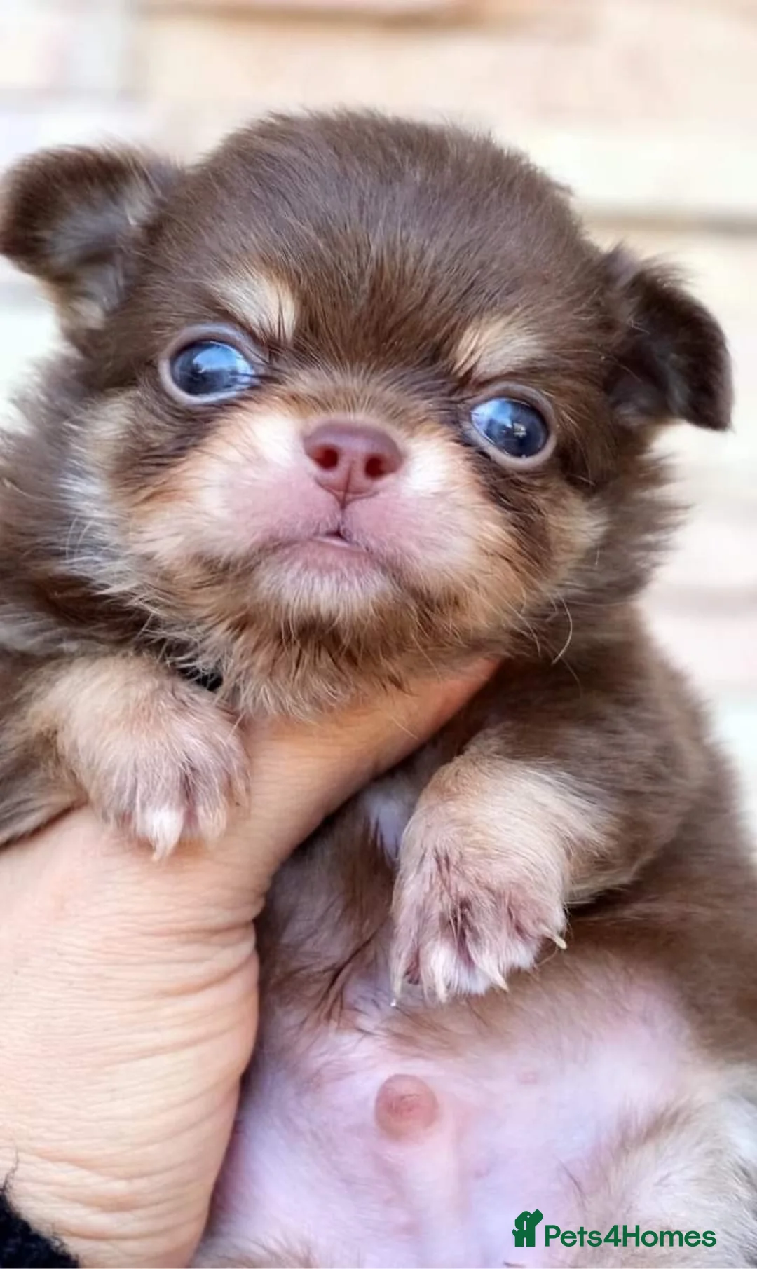 Chihuahua dogs for stud: Thailand imported chihuahua boy stud only in Doncaster - Advert 12