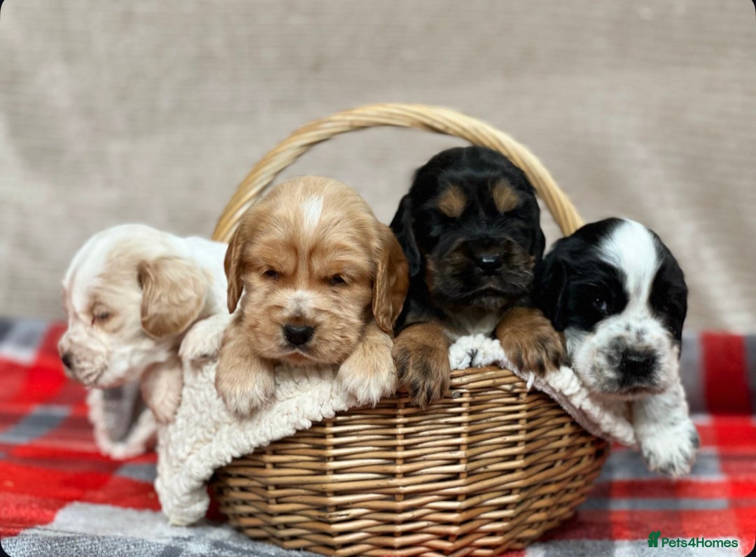 Cocker Spaniel dogs for sale: SHOW TYPE COCKER SPANIEL PUPPIES  - Advert 8