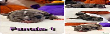 Staffordshire Bull Terrier 5