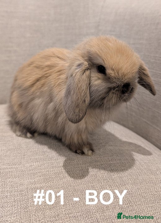 Mini Lop rabbits Exceptional Mini-Lops. Collect from: 15th January - Advert 2