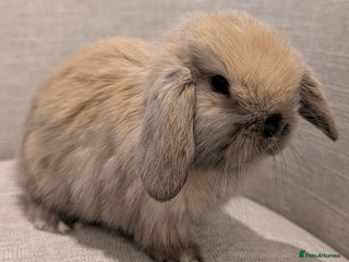 Mini Lop rabbits Exceptional Mini-Lops. Collect from: 15th January - Advert 1