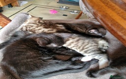 Maine Coon cats for sale: Gorgeous Maine Coon cross Bengal Kittens  - Image 14
