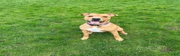 Mixed Breed dogs for sale: Having to rehome my dog Millie  - Advert 4
