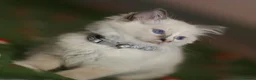 Ragdoll cats for sale: Beautiful Ragdoll kittens  - Advert 3