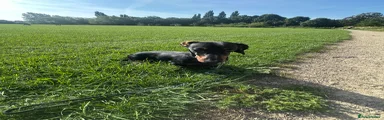 Dachshund 1