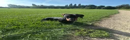 Dachshund dogs for sale: Dachshund 7 months old - Advert 2