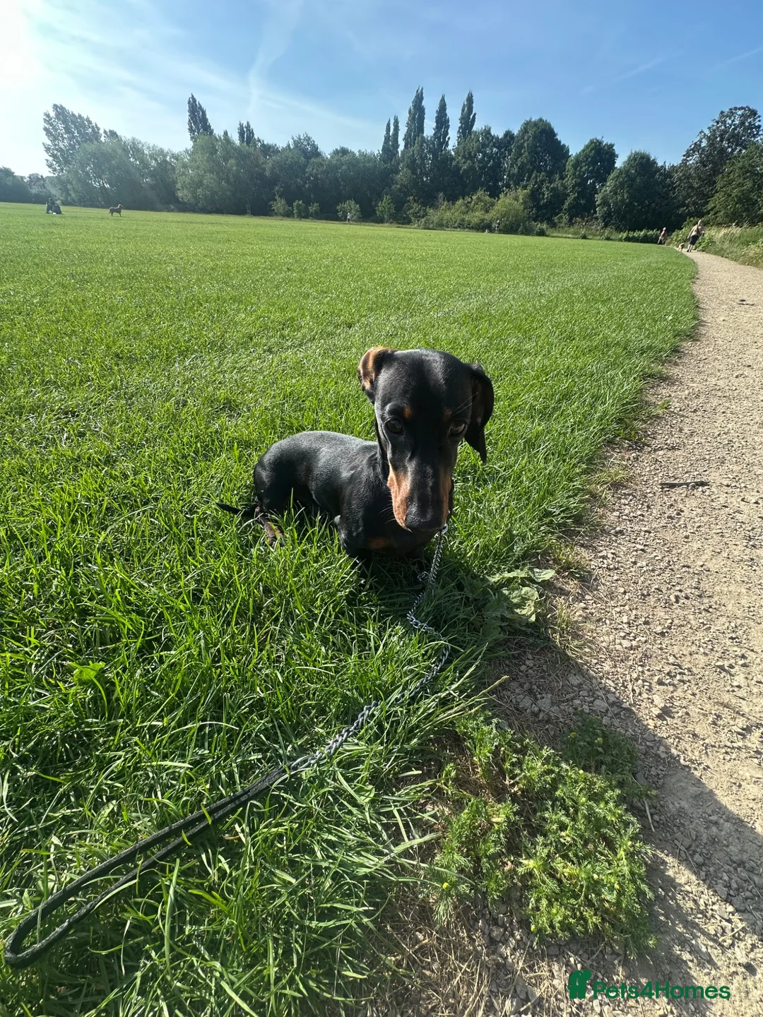 Dachshund dogs for sale: Dachshund 7 months old - Advert 2