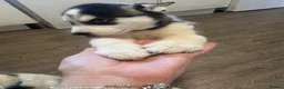 Siberian Husky dogs for sale: Puppies for sale - Advert 4