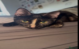 British Shorthair cats for sale: 2 Kittens for sale - Image 6