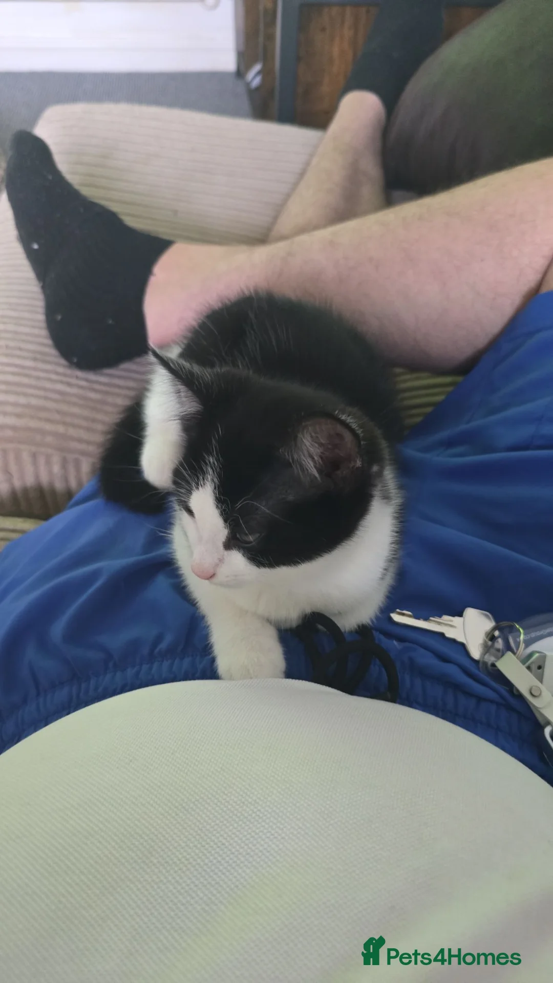 Mixed Breed cats for sale: 4 Beautiful kittens ready for a loving home. - Advert 14