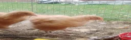 Chickens poultry for sale: Buff Orpington cockeral  in York - Advert 3