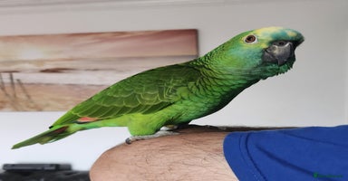 Budgerigars birds - Advert 2