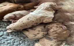 Cockapoo dogs for sale: DNA TESTED cockapoo puppies, ready 25th November - Image 2