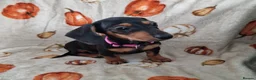 Miniature Dachshund dogs for sale: ADORABLE MINI DACHSHUNDS  - Advert 8