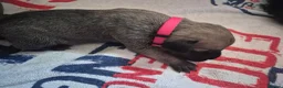 Mixed Breed dogs for sale: Boerso Babies  - Advert 30