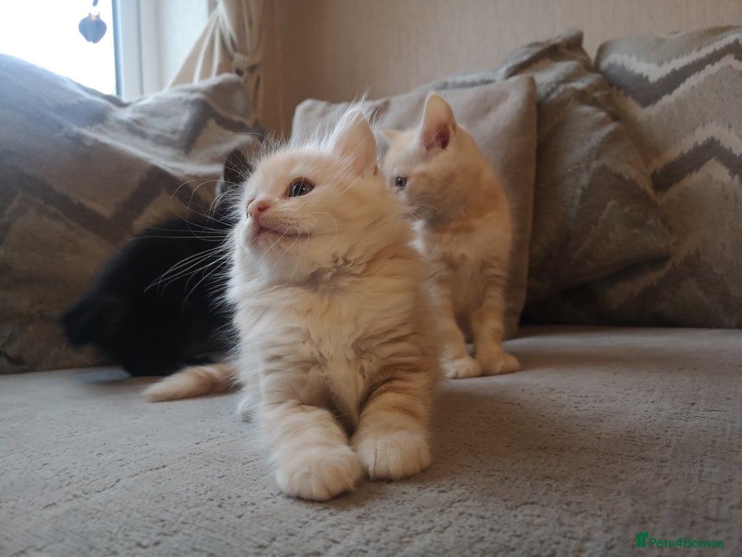Maine Coon cats for sale: FLUFFY MAINECOON X KITTENS - Image 9