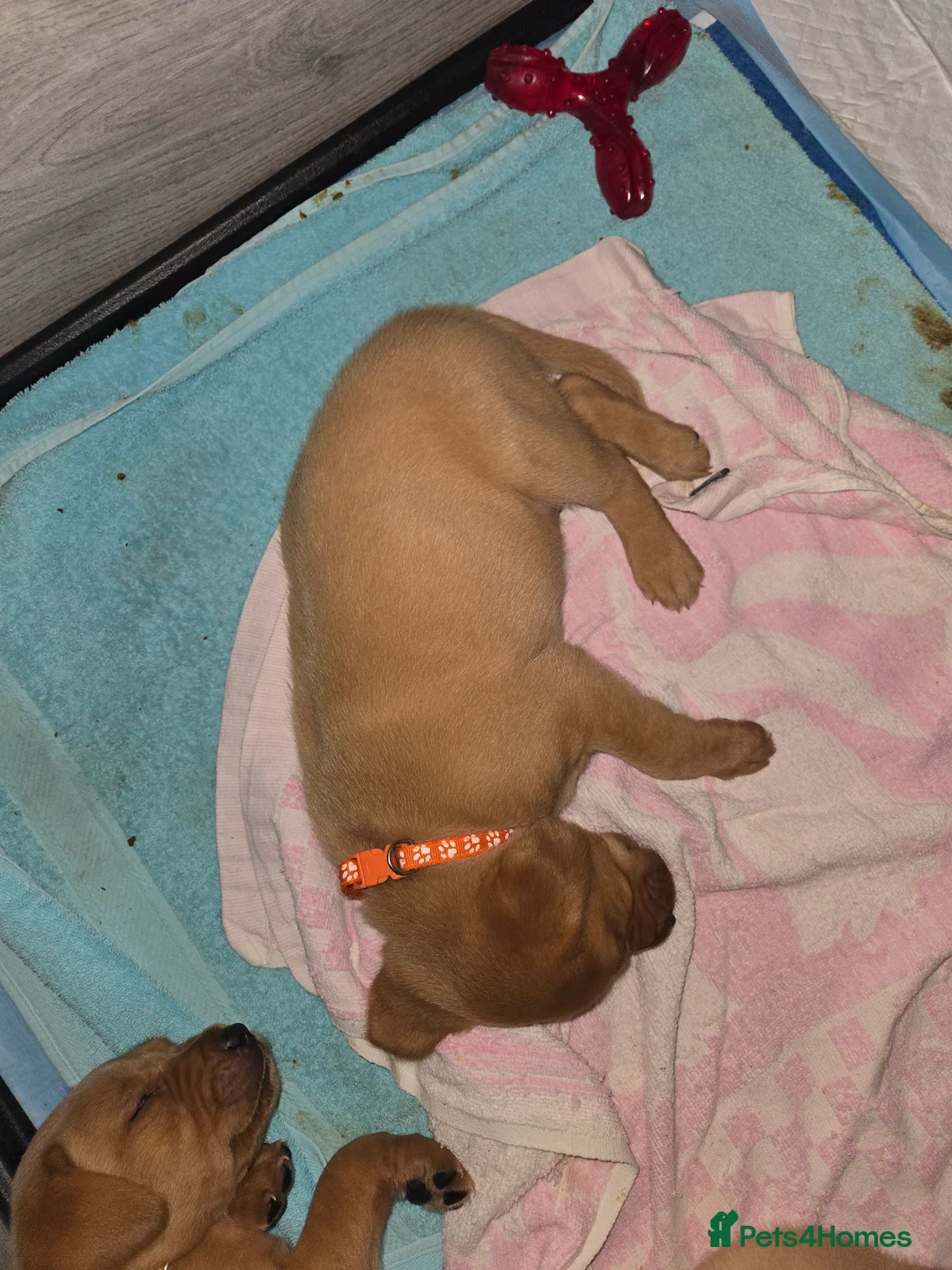 Labrador Retriever dogs for sale: Stunning labrador puppies for sale - Advert 3