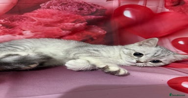 British Shorthair cats - Advert 5