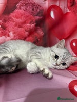 British Shorthair cats - Advert 5