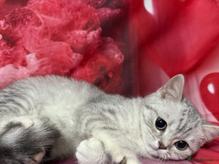 British Shorthair cats Gorgeous British short hair kittens - Advert 4