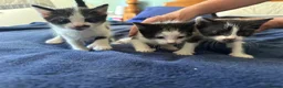 Mixed Breed cats for sale: 3 kittens for sale - 2 are rare polydactyl  - Advert 13