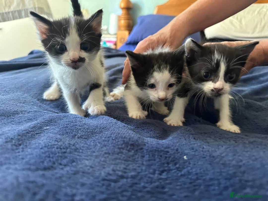 Mixed Breed cats for sale: 3 kittens for sale - 2 are rare polydactyl  - Advert 13