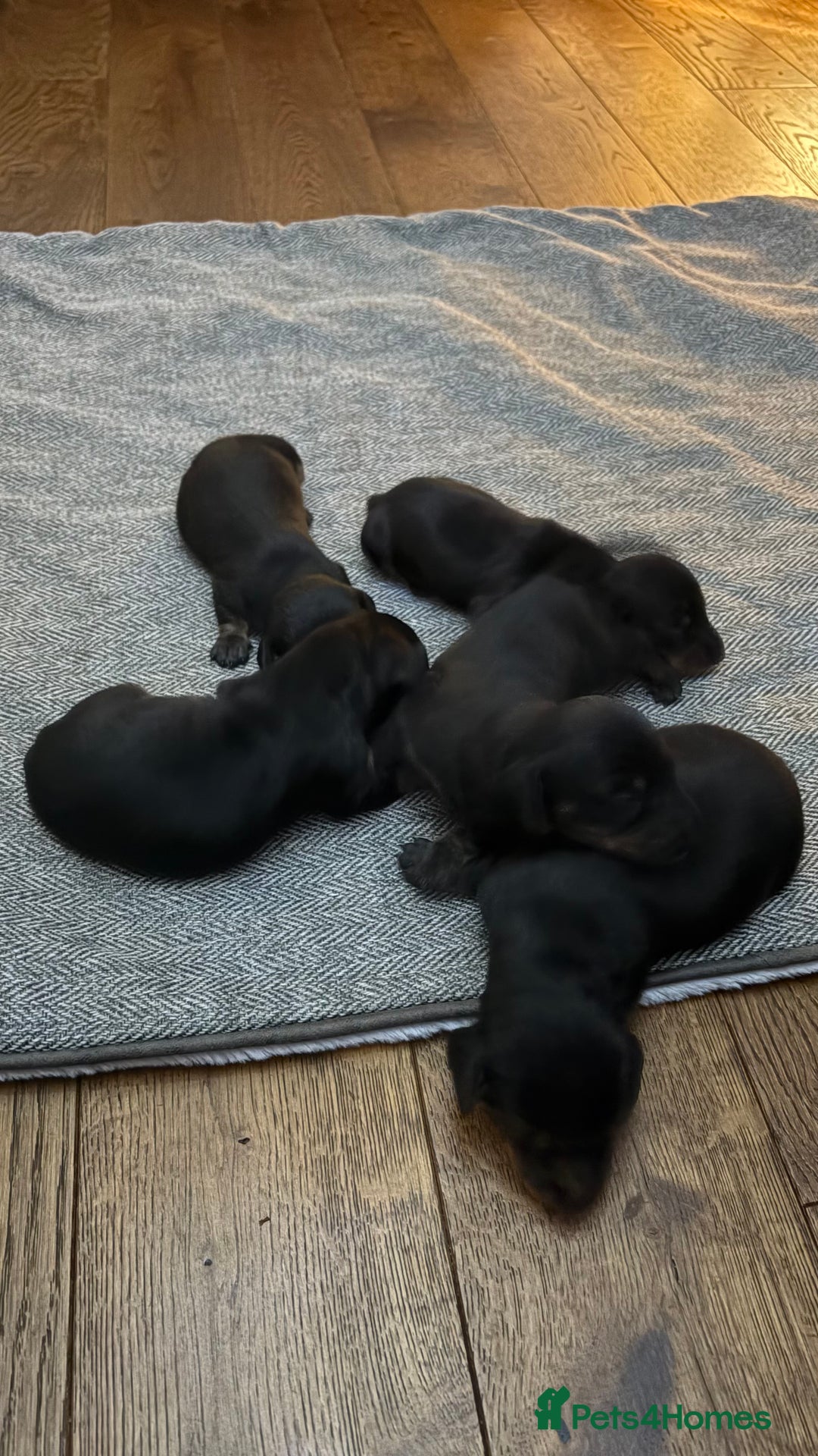 Miniature Dachshund dogs for sale: miniature Dachshund  - Advert 9