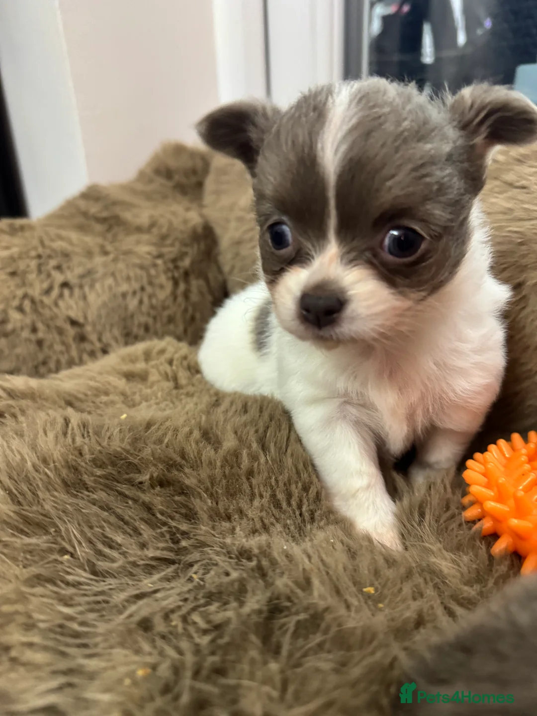 Chihuahua dogs for sale: Stunning Long Haired Chihuahuas - Advert 2