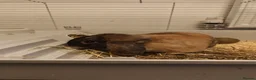 Harlequin rabbits for sale: Male indoor rabbit  in Burton-on-Trent - Advert 7
