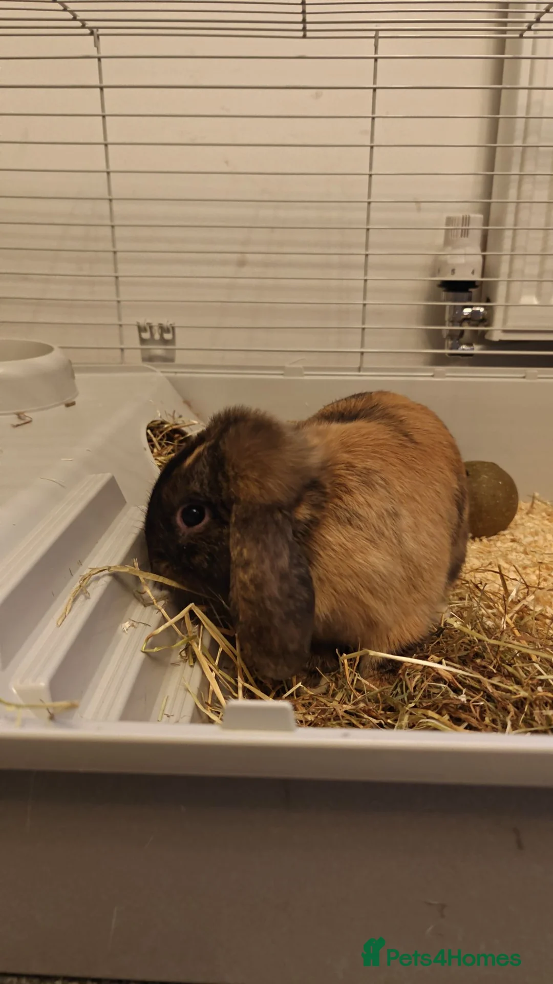 Harlequin rabbits for sale: Male indoor rabbit  in Burton-on-Trent - Advert 7